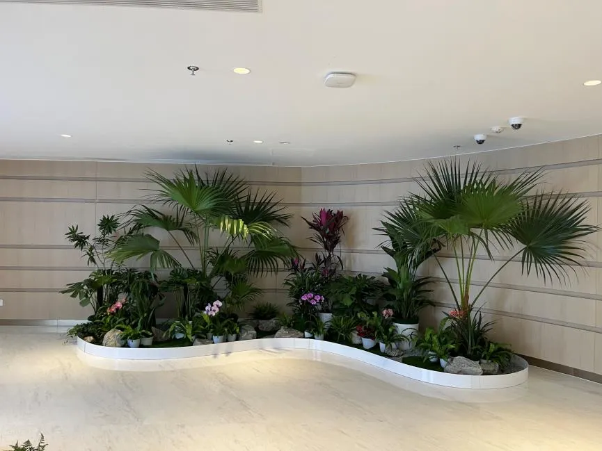 宁波前湾盆景租摆，服务超赞引关注！