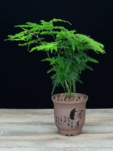 宁波镇海盆景出租专业 宁波镇海盆景出租专业